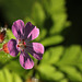 Herb Robert