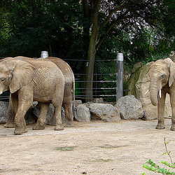 20060901 0603DSCw [D-DU] Afrikanischer Elefant (Loxodonta africana), Zoo Duisburg