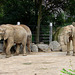 20060901 0603DSCw [D-DU] Afrikanischer Elefant (Loxodonta africana), Zoo Duisburg
