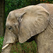 20060901 0604DSCw [D-DU] Afrikanischer Elefant (Loxodonta africana), Zoo Duisburg