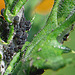 20090613-0467DSCw [D~LIP] Schwarze Bohnenlaus (Aphis fabae), Kugeldistel (Echinops banaticus), Bad Salzuflen