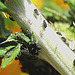 20090613 0470DSCw [D~LIP] Schwarze Bohnenlaus (Aphis fabae), Kugeldistel (Echinops banaticus), Bad Salzuflen