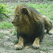 20060901 0613DSCw [D-DU] Löwe (Panthera leo), Zoo Duisburg