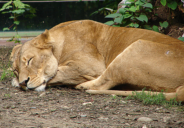 20060901 0610DSCw [D-DU] Löwe (Panthera leo), Zoo Duisburg