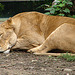 20060901 0610DSCw [D-DU] Löwe (Panthera leo), Zoo Duisburg