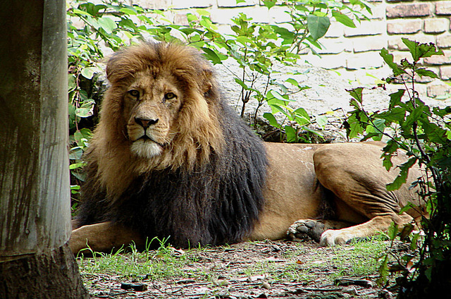 20060901 0611DSCw [D-DU] Löwe (Panthera leo), Zoo Duisburg
