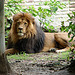 20060901 0612DSCw [D-DU] Löwe (Panthera leo), Zoo Duisburg