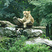 20060901 0614DSCw [D-DU] Löwe (Panthera leo), Zoo Duisburg