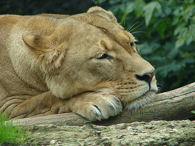20060901 0615DSCw [D-DU] Löwe (Panthera leo), Zoo Duisburg