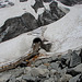 20060618 0370DSCw [R~CH] Gletsch: Rhonegletscher, Wallis [Schweiz]