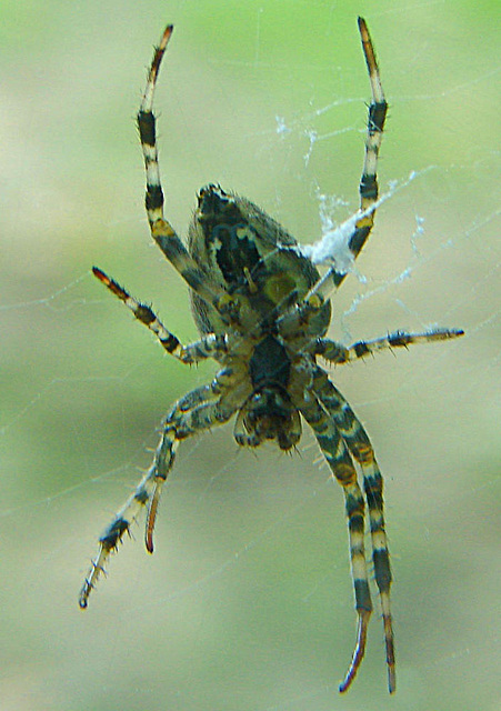 20060901 0616DSCw [D-DU] Wespenspinne, Zoo Duisburg