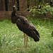 20060901 0621DSCw [D-DU] Schwarzstorch (Ciconia nigra), Zoo Duisburg
