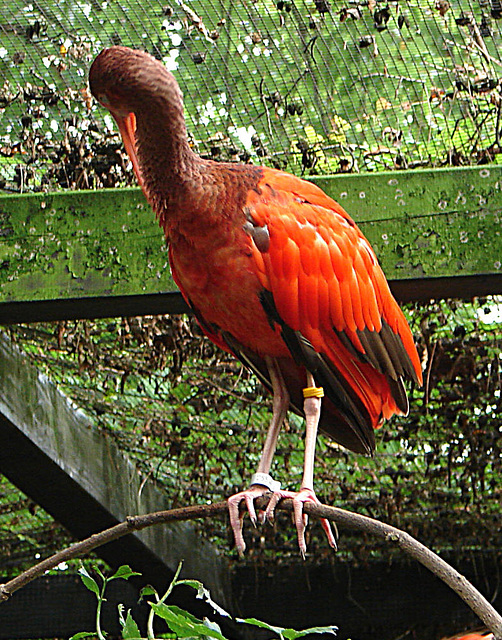 20060901 0666DSCw [D-DU] Roter Sichler (Eudocimus ruber) [Scharlachsichler], Zoo Duisburg