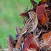 Gorrion moruno-Passer hispaniolensis (♀)