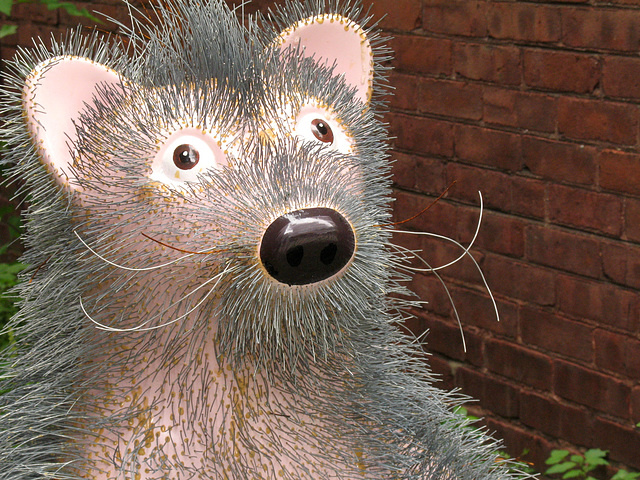Wire Haired Bear (close up)