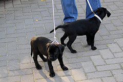 20090927 0834DSCw [D~LIP] junge Hunde, Mischlinge, Bad Salzuflen