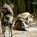 20060901 0672DSCw [D-DU] Afrikanischer Wildhund (Lycaon pictus), Zoo Duisburg