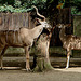 20060901 0674DSCw [D-DU] Großer Kudu (Tragelaphus strepsiceros), Zoo Duisburg