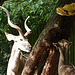 20060901 0673DSCw [D-DU] Großer Kudu (Tragelaphus strepsiceros), Pilz, Zoo Duisburg
