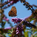 papillon Savoyard