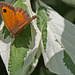 papillon Savoyard
