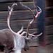 20060901 0639DSCw [D-DU] Rentier (Rangifer tarandus), Zoo Duisburg
