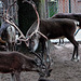 20060901 0640DSCw [D-DU] Rentier (Rangifer tarandus), Zoo Duisburg