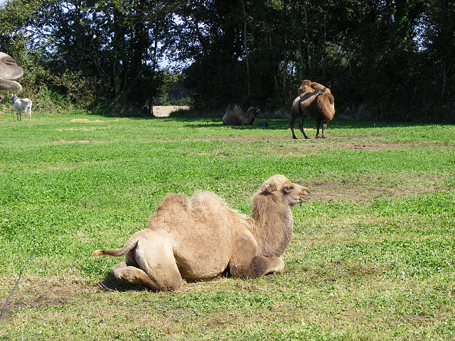 des chameaux en bretagne