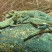 20060901 0605DSCw [D-DU] Smaragdwaran (Varanus prasinus), Zoo Duisburg