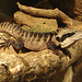 20060901 0607DSCw [D-DU] Tigerechse, Zoo Duisburg