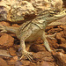 20060901 0606DSCw [D-DU] Segelechse (Hydrosaurus pustulatus), Zoo Duisburg