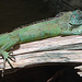 20060901 0608DSCw [D-DU] Grüner Leguan (Iguana iguana), Zoo Duisburg