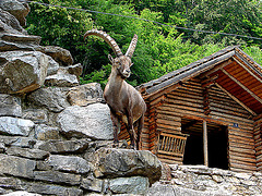 20060626 0464DSCw [CH] Steinbock (Capra ibex), Wildpark, Interlaken