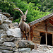 20060626 0464DSCw [CH] Steinbock (Capra ibex), Wildpark, Interlaken