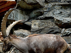 20060626 0465DSCw [CH] Steinbock (Capra ibex), Wildpark, Interlaken