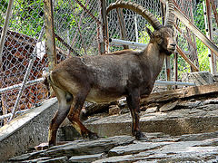 20060626 0466DSCw [CH] Steinbock (Capra ibex), Wildpark, Interlaken