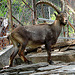 20060626 0466DSCw [CH] Steinbock (Capra ibex), Wildpark, Interlaken