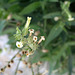Desert Flower (3547)