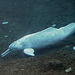 20060901 0609DSCw [D-DU] Amazonas Delfin (Inia geffrensis), Zoo Duisburg