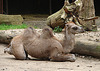 20060901 0623DSCw [D-DU] Trampeltier (Camelus bactrianus), Zoo Duisburg