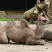 20060901 0623DSCw [D-DU] Trampeltier (Camelus bactrianus), Zoo Duisburg