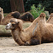 20060901 0624DSCw [D-DU] Trampeltier (Camelus bactrianus), Zoo Duisburg
