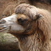 20060901 0625DSCw [D-DU] Trampeltier (Camelus bactrianus), Zoo Duisburg