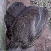 20060901 0626DSCw [D-DU] Großer Ameisenbär (Myrmecophaga tridactyla), Zoo Duisburg