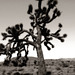 "Desert tree, dreamed I saw a desert tree …”