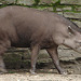 20060901 0627DSCw [D-DU] Flachlandtapir (Tapirus terrestris), Zoo Duisburg