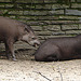 20060901 0628DSCw [D-DU] Flachlandtapir (Tapirus terrestris), Zoo Duisburg