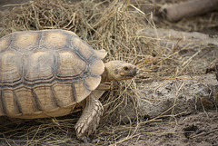NICE: Parc Phoenix: Une tortue terreste (Testudines).