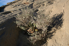 Vegetation at the Wind Caves (3522)