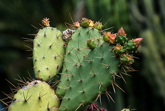 NICE: Parc Phoenix: Un cactus (Cactaceae). 01